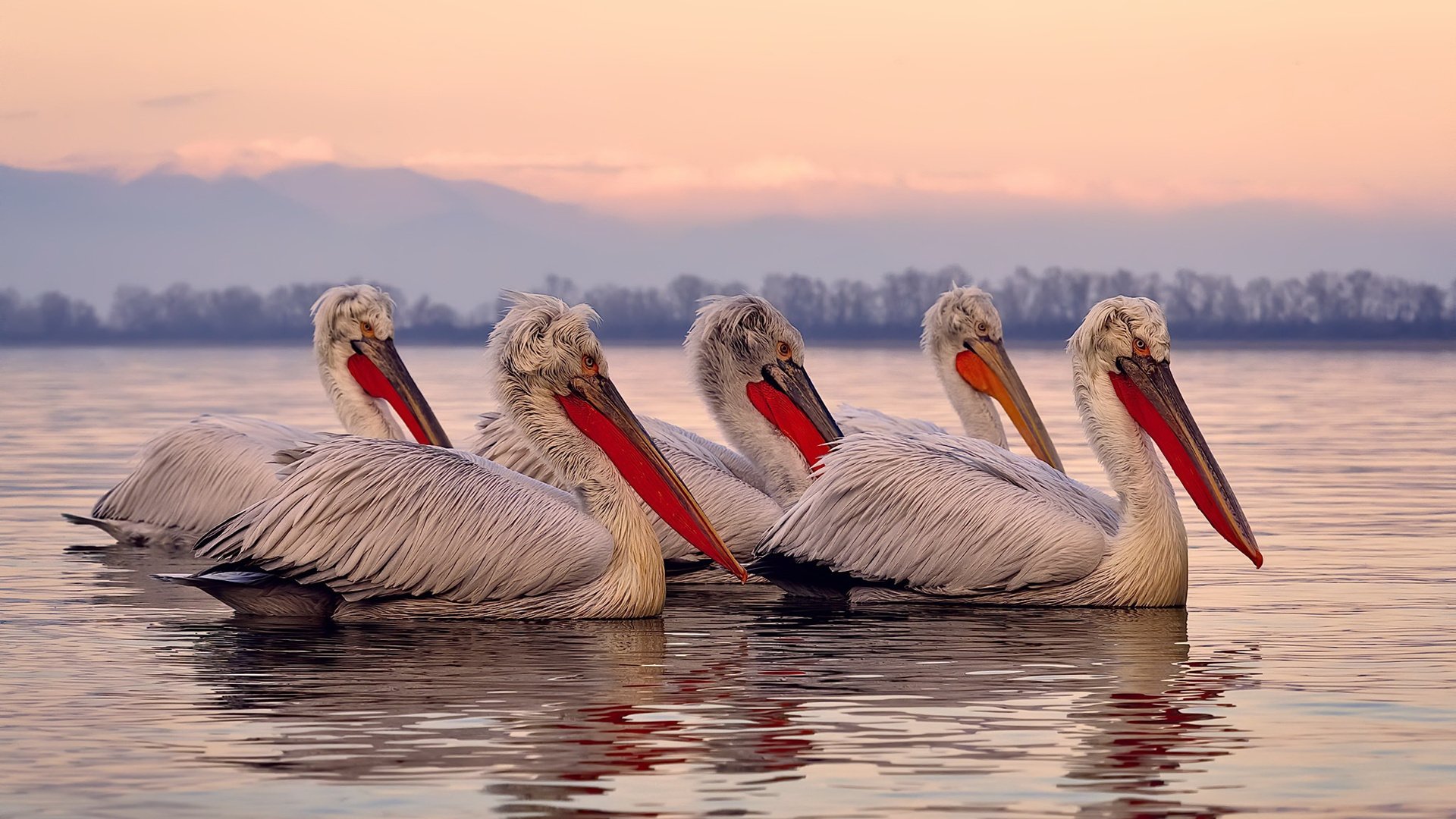 乌拉圭男篮在南美锦标赛中持续奋发，迈向国际舞台，乌拉圭篮球赛