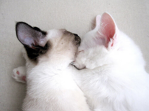 南非橄榄球队的战略转型：迎接全球化挑战，南非的橄榄球水平怎么样