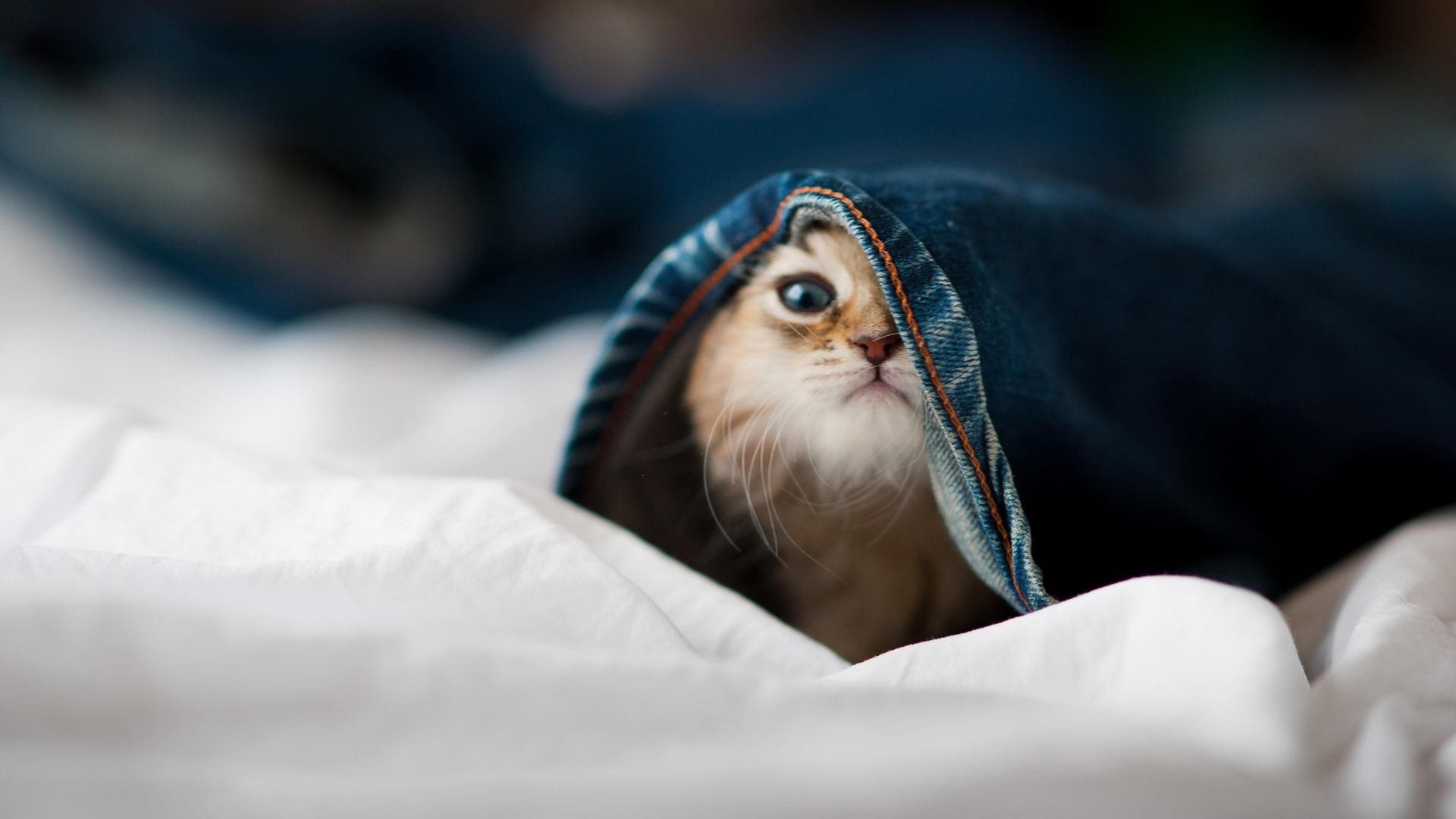 国王助教亲自参与投篮训练指导动作，国王助理教练