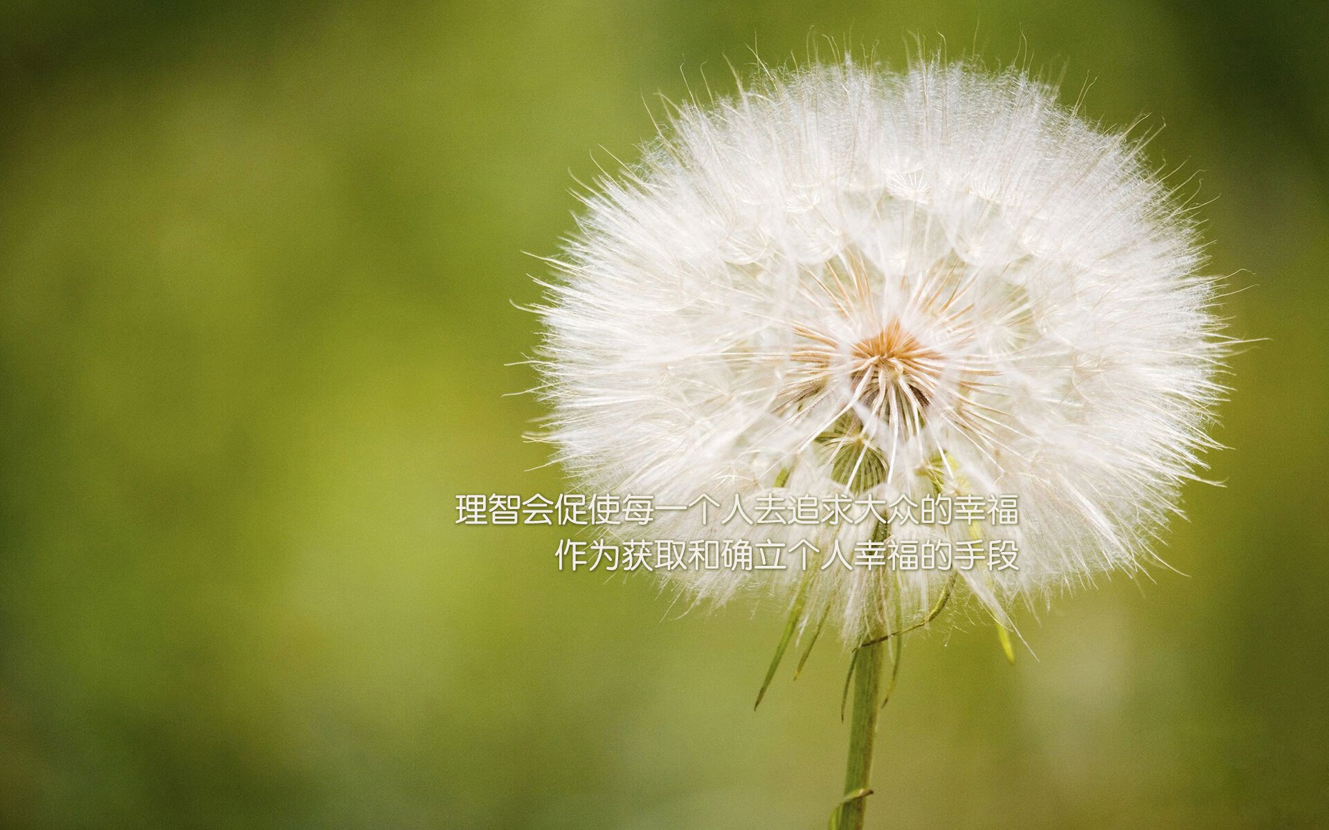 基：全黑队后防线的重要支柱，防守反应速度极快