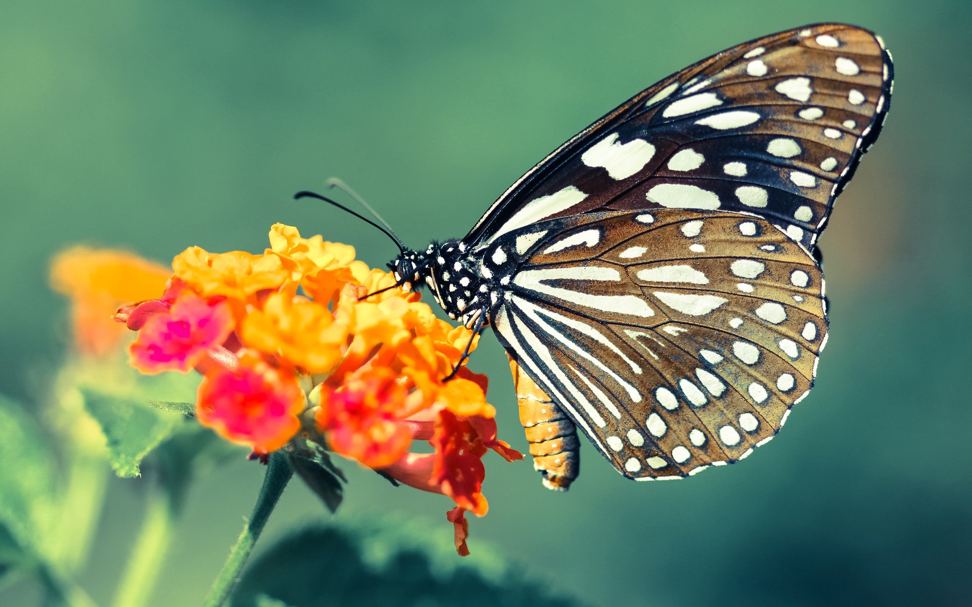 张雨霏展示赛前热身动作被点赞，张雨霏参赛项目