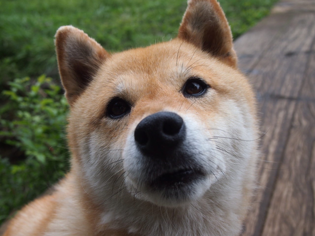 朱婷伤后首次亮相状态稳中有升，朱婷 伤