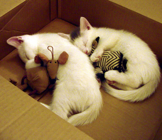 格鲁吉亚男篮在欧洲预赛中奋勇争先，期待突破，格鲁吉亚男篮国家队