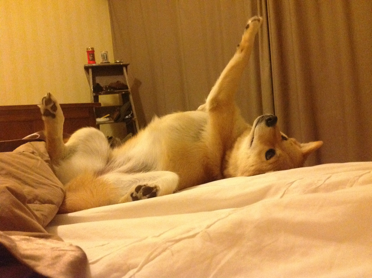 AYX体育-福特：出色的防守和灵活的突破，成为全黑队的关键战术元素，福特黑武士价格图片