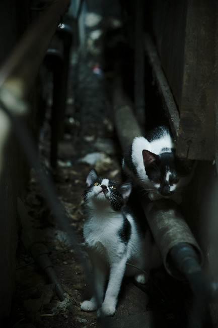 青少年足球训练营引入国际先进的训练理念和设备，青少年足球训练体系