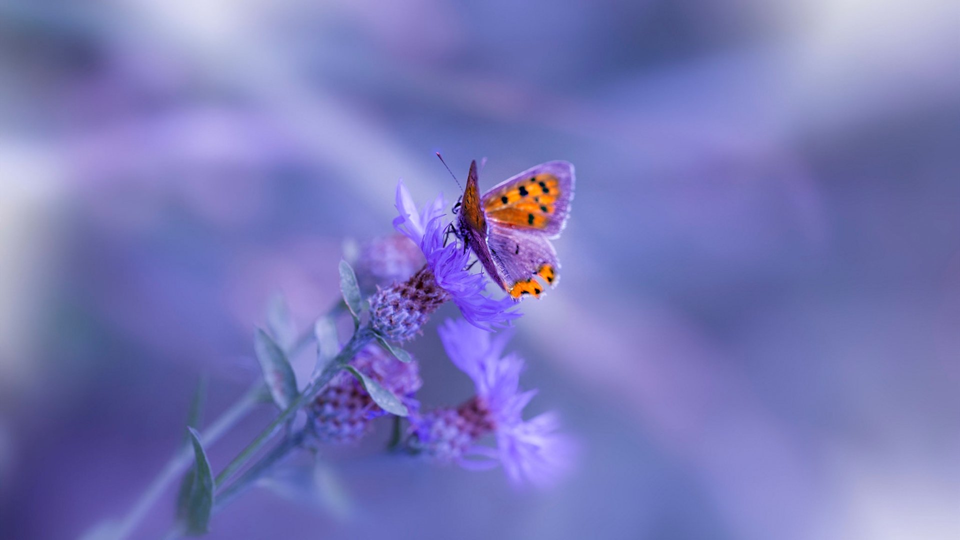 马拉维男篮在非洲锦标赛中夺冠，刷新历史纪录，非洲马拉维说什么语言